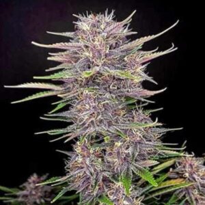 Banana Purple Punch Auto