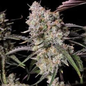 Gorilla Zkittlez Auto