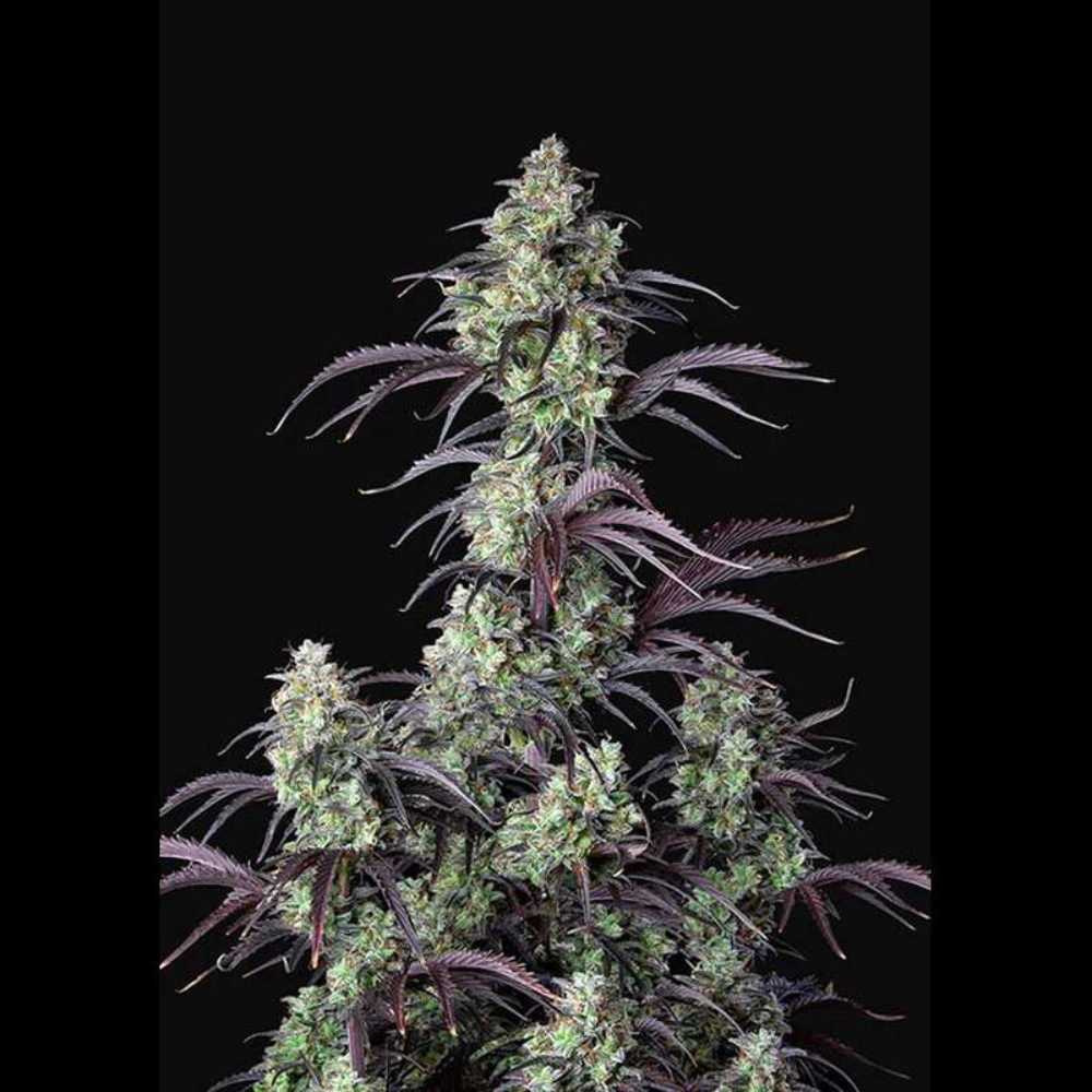 Mimosa Cake Auto Mimosa Cake Auto