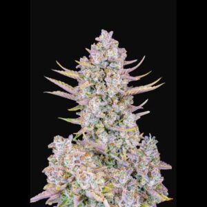 Purple Punch Auto Fastbud