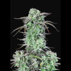 Strawberry Banana Auto