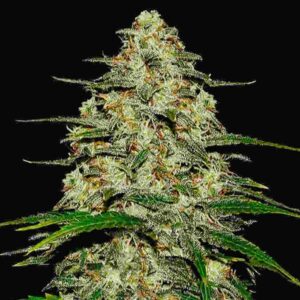 Wedding Cheesecake Auto