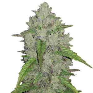 Amnesia Haze Auto Fastbuds