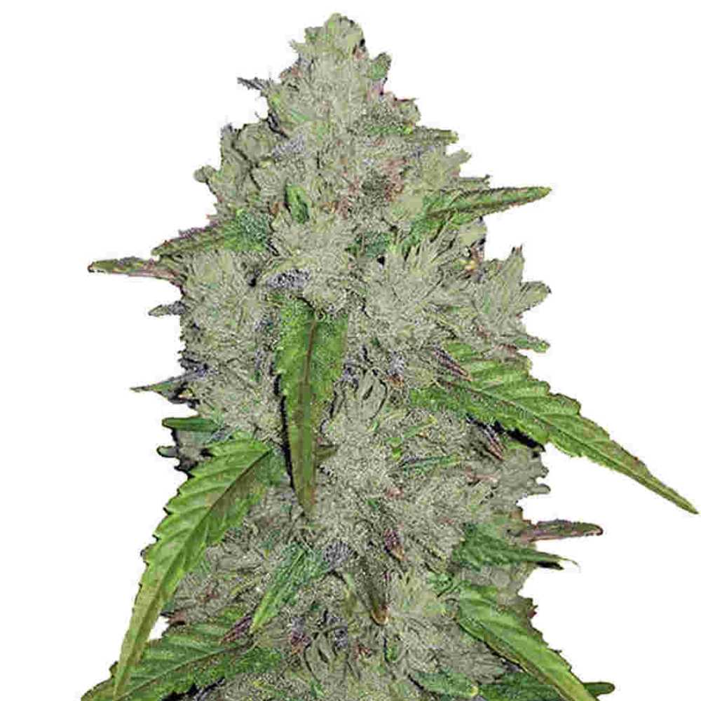 Amnesia Haze Auto Fastbuds Amnesia Haze Auto Fastbuds