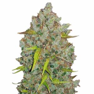 Bubblegum Auto Fastbuds