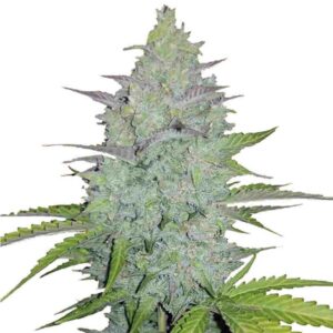 Cheese Auto Fastbuds