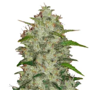 Chemdawg Auto Fastbuds