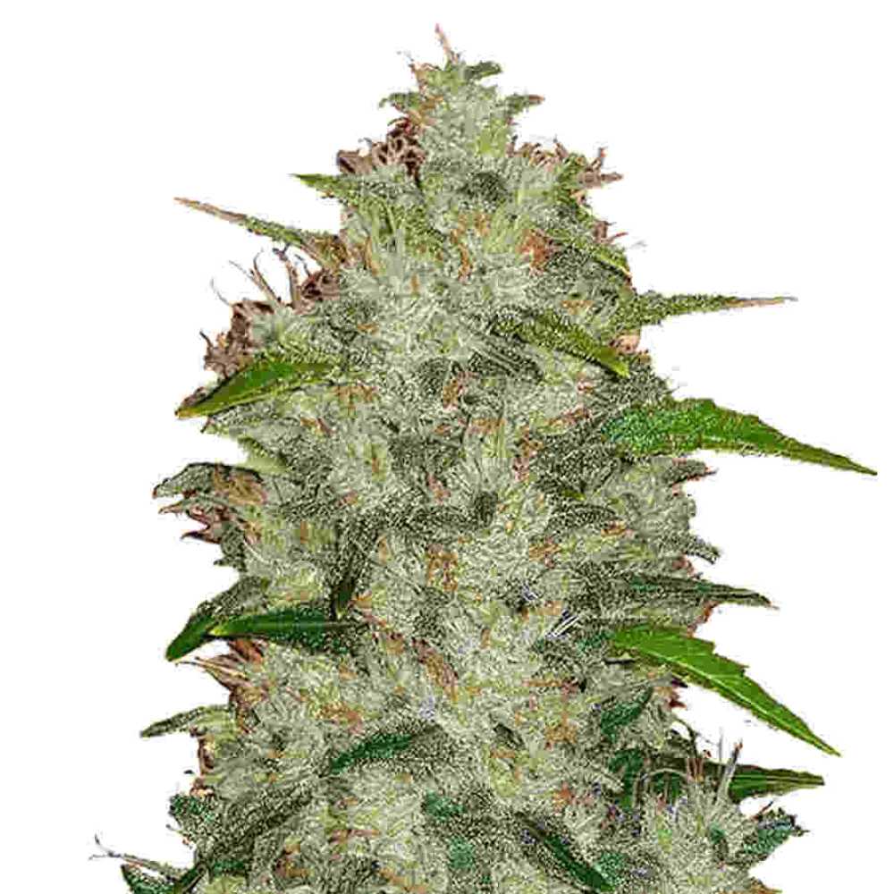 Chemdawg Auto Fastbuds