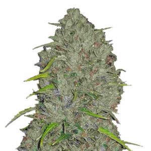 Jack Herer Auto Fastbuds