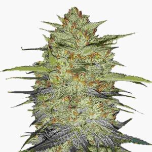 OG Kush Auto Fastbuds