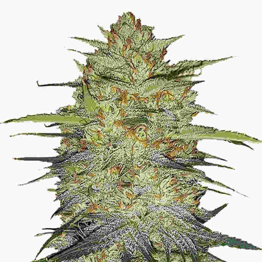 OG Kush Auto Fastbuds OG Kush Auto Fastbuds