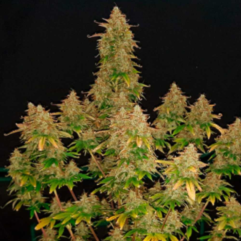 Russian Auto Russian Auto