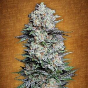 Mexican Airlines Auto Fastbuds