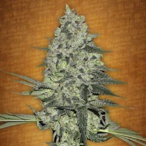 Rhino Ryder Auto Fastbuds