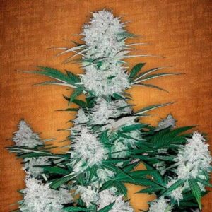 Six Shooter Auto Fastbuds