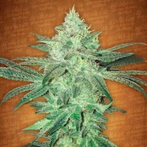 Stardawg Auto Fastbuds