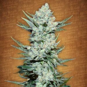 Tangie Auto Fastbuds