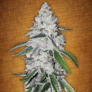 West Coast OG Auto Fastbuds