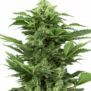 Afghan Pearl CBD Auto