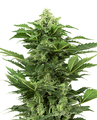 Afghan Pearl CBD Auto