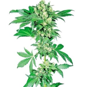 afghani-1 Afghani #1