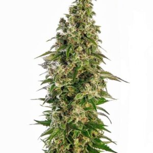 Afghani #1 Automatic