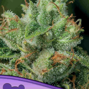 afghanica Afghanica