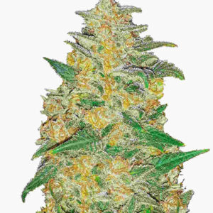 ak-auto AK Auto