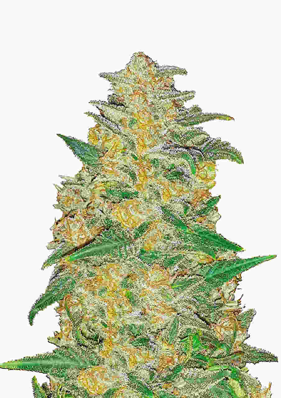 AK Auto