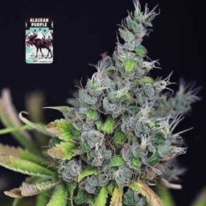 alaskan-purple Alaskan Purple