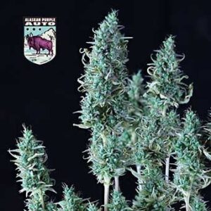 alaskan-purple-auto Alaskan Purple Auto
