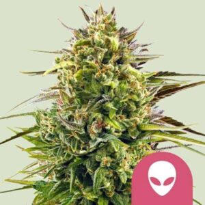 alien-og Alien OG