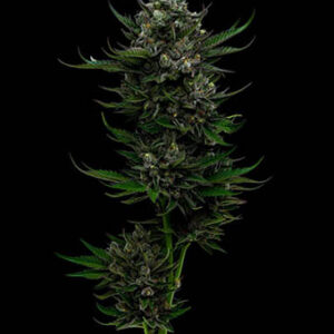 all-gas-og All Gas OG