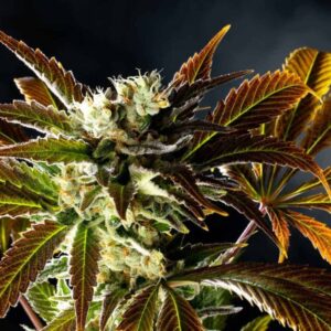 amnesi-k-haze Amnesi-K Haze