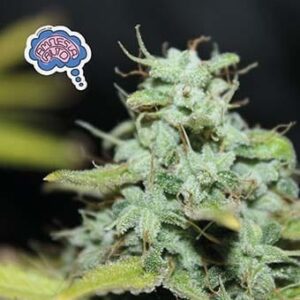 amnesia-auto Amnesia Auto
