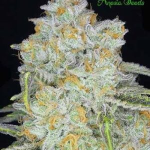 amnesia-flash-auto Amnesia Flash Auto
