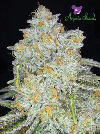 Amnesia Flash Auto