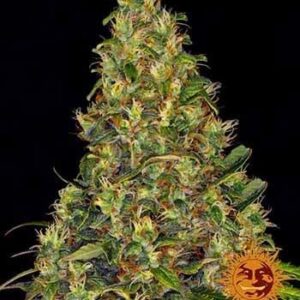 amnesia-haze-auto-barney-s-farm Amnesia Haze Auto Barney’s Farm