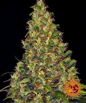 Amnesia Haze Auto Barney’s Farm