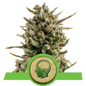 amnesia-haze-automatic Amnesia Haze Automatic