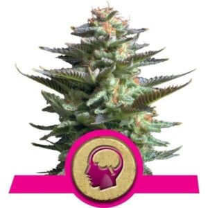 amnesia-haze-rqs Amnesia Haze RQS