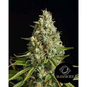 Amnesia Lemon
