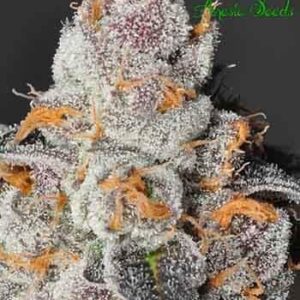 anesia-scout-cookies Anesia Scout Cookies