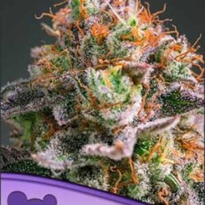 apricot-oreoz Apricot Oreoz
