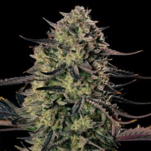 auto-alien-gas Auto Alien Gas