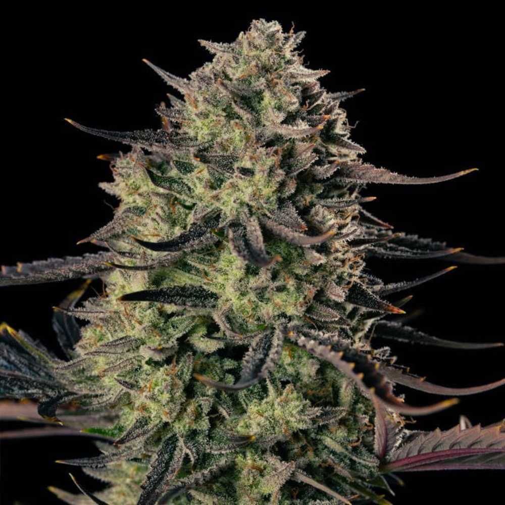 Auto Alien Gas