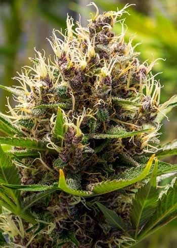 Auto Betty