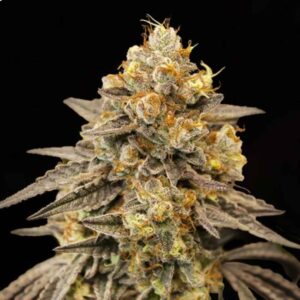 auto-biscotti-zkittlez Auto Biscotti Zkittlez