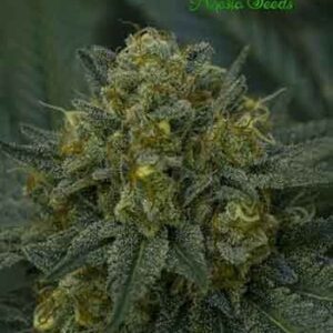 auto-blackberry-moonrocks Auto Blackberry Moonrocks