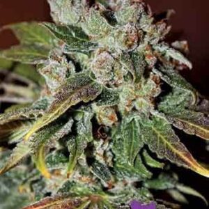 auto-blueberry-banana Auto Blueberry Banana